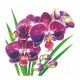 Pacote Com 20 Guardanapos De Papel 33x33cm Orchidea Napkin
